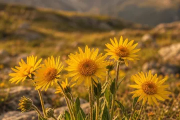 Arnica — photo principale