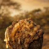 Boswellia — photo principale