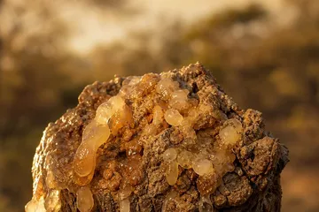 Boswellia — photo principale