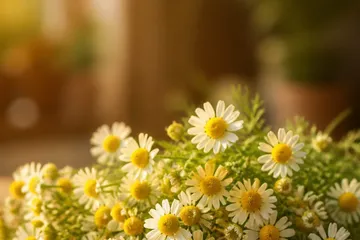 Bouquet de fleurs de camomille fraîches sur une table en bois