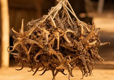 Infusion de harpagophytum