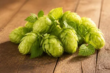 Houblon — photo principale
