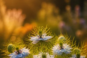 Huile de nigelle — photo principale