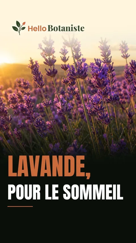 Lavande — vidéo Shorts