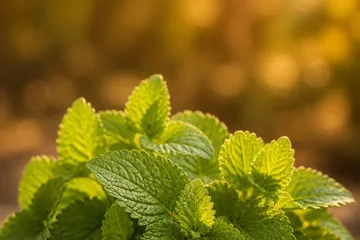 Feuilles fraîches de mélisse sur fond doux