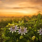 Passiflore — photo principale