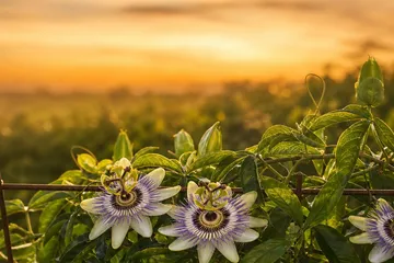 Passiflore — photo principale