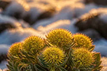 Rhodiola — photo principale
